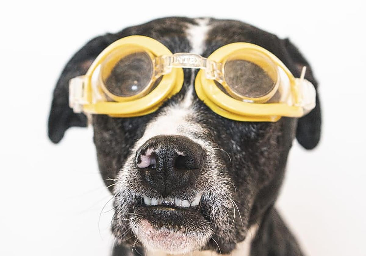 Estas son las mascotas de nuestros lectores