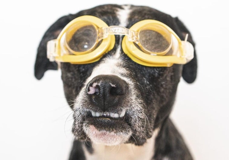 Estas son las mascotas de nuestros lectores