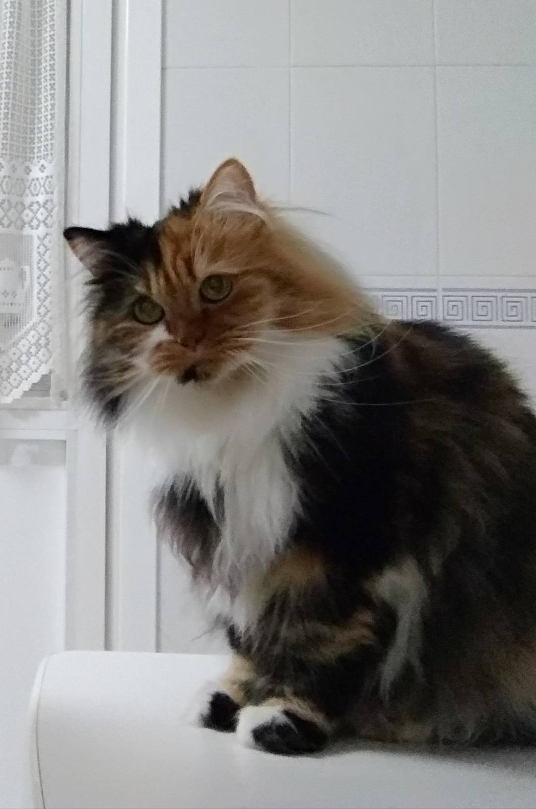 Esta es Kala, una preciosa gata de siete años.