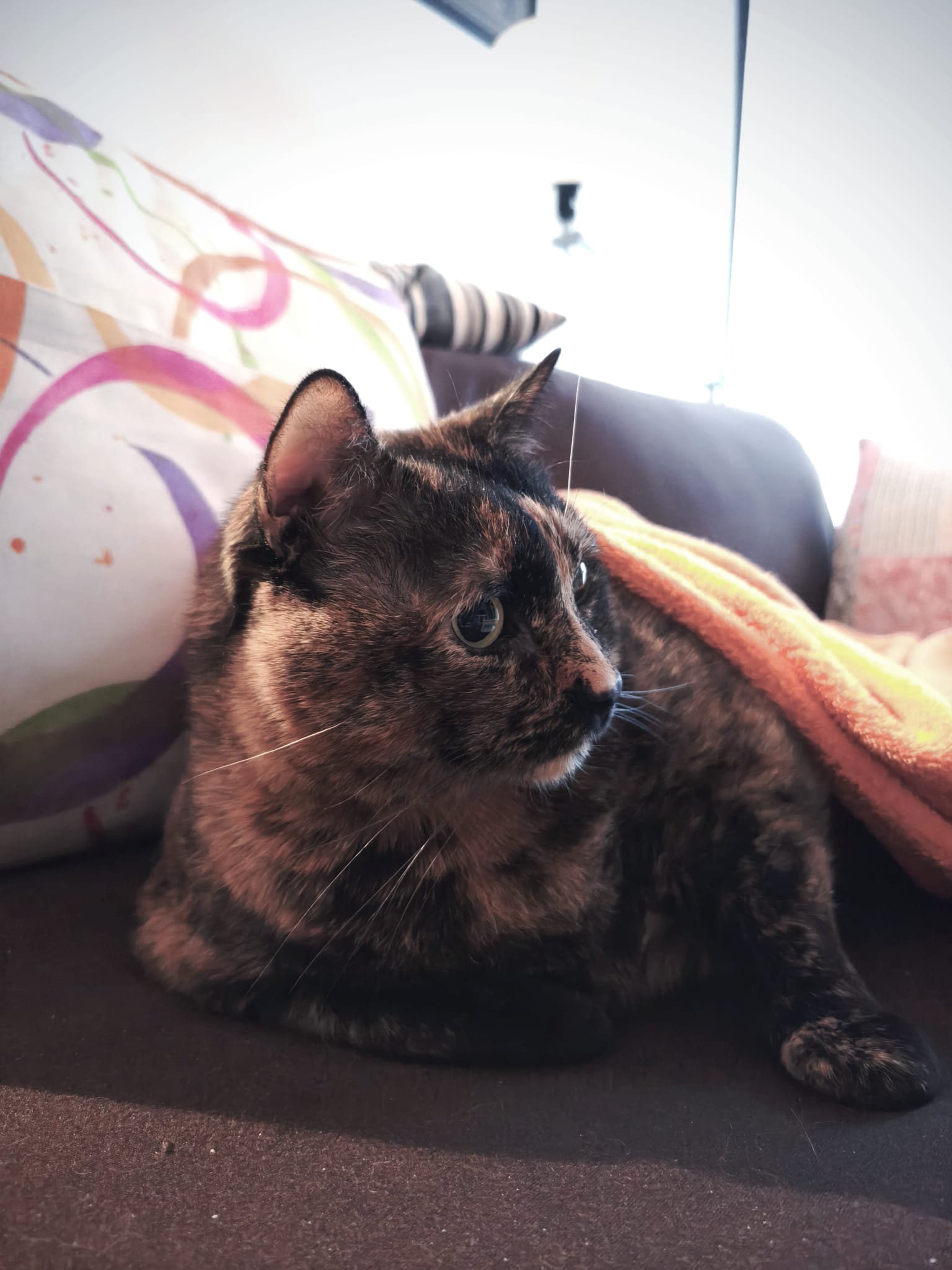 Lexa, 8 años, también ha salido en más de una ocasión en leonoticias ya que es la mascota de nuestra cámara, Sandra Santos.