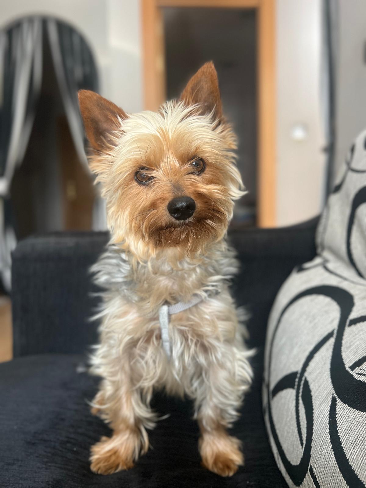 Lúa es la perrita de nuestra redactora Lucía Gutiérrez y tiene 5 años y medio.