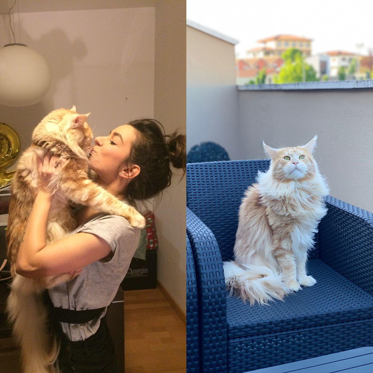 Este precioso Maine-Coon se llama Kai y tiene 8 años. Junto a ella, su dueña Cati.