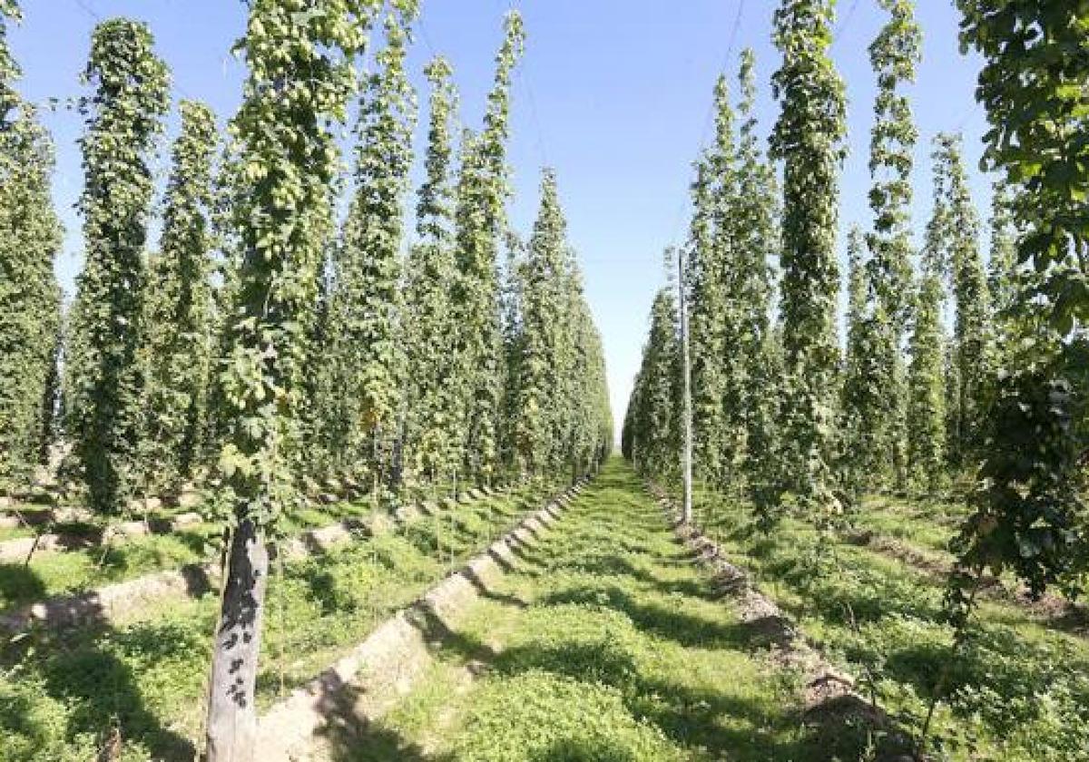 Incertidumbre entre los agricultores del lúpulo de León: «O firmamos o a ver qué hacemos»
