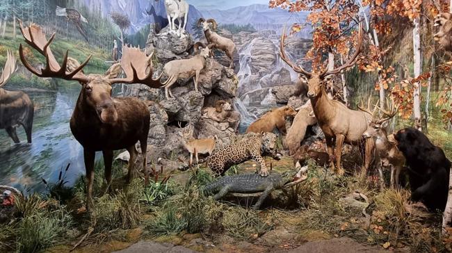 ¿En qué localidad se puede visitar el Museo de la Fauna Salvaje?