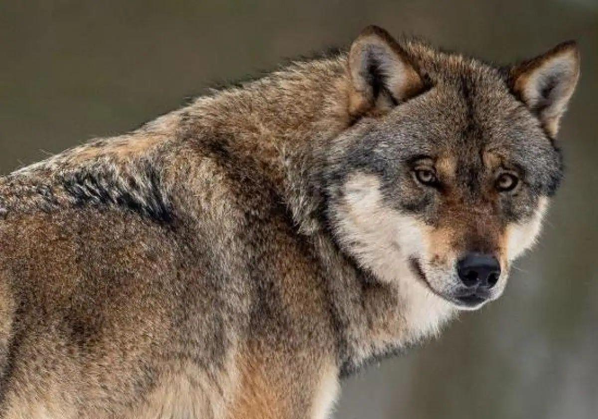 El lobo es ya una especie menos protegida en Europa