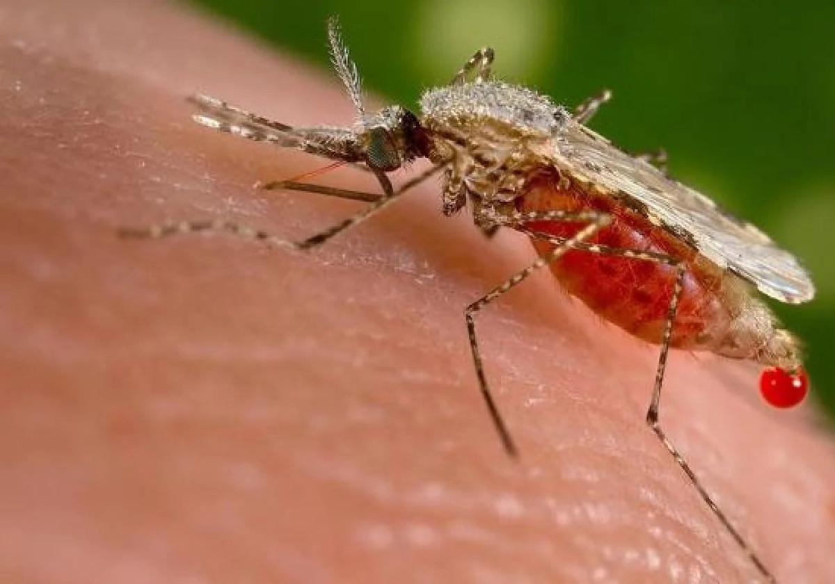 La investigadora que estudia los mosquitos de Picos de Europa: «No es algo que deba alarmar a la población»