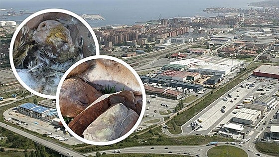 Macabro ritual esotérico en Gijón: hallan restos de animales muertos