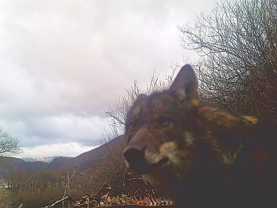 La modificación de la ley de caza del lobo en León: «Llevamos años sufriendo sobrepoblación»