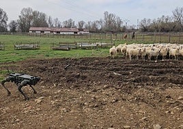 Imagen del perro diseñado por investigadores de la ULE.