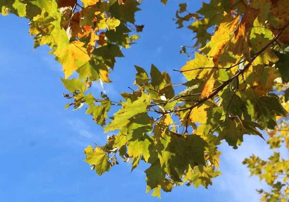 Contraste de temperaturas en este miércoles festivo