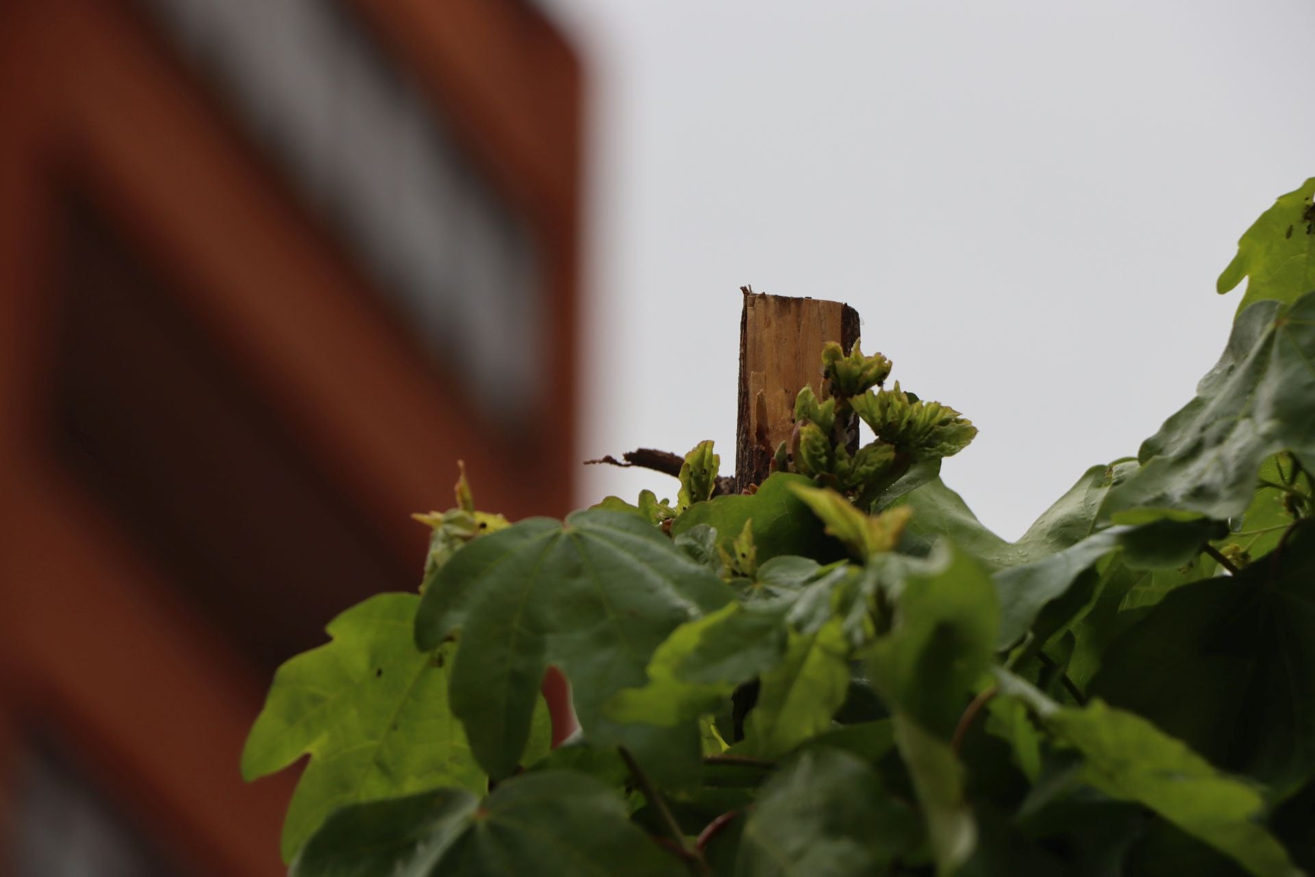 18 árboles destrozados en Padre Isla