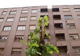 Árboles destrozados en el tramo norte de la avenida Padre Isla