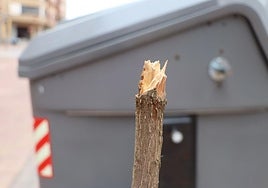 Tronco destrozado de un árbol en la avenida Padre Isla.