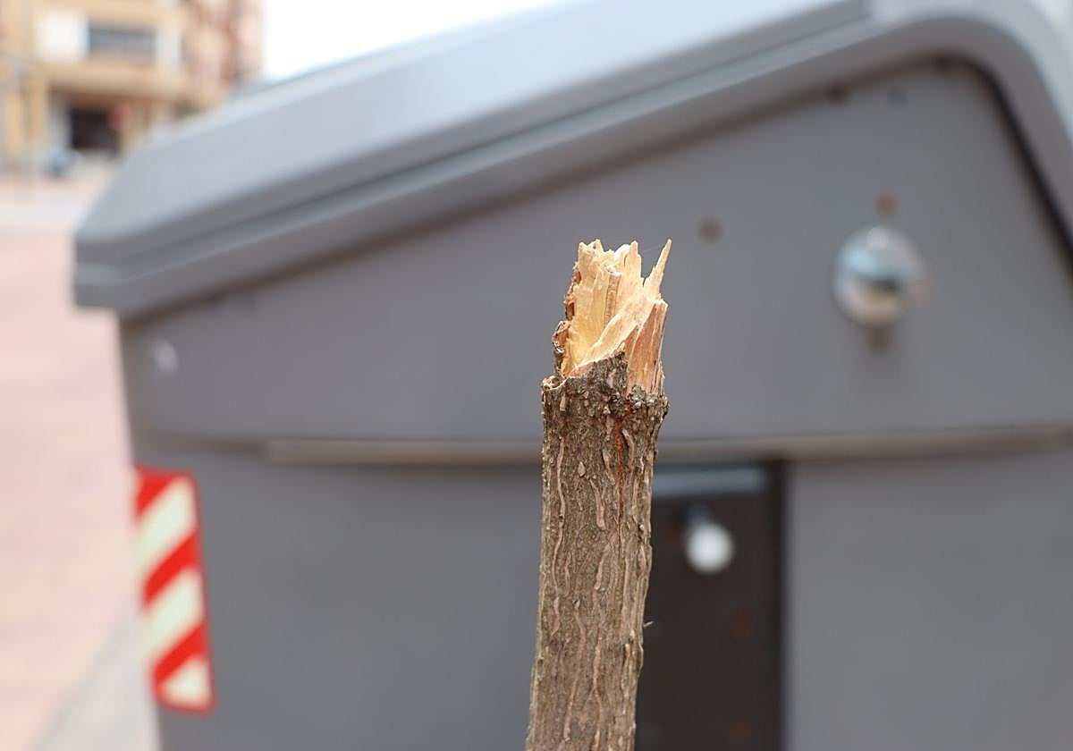 Tronco destrozado de un árbol en la avenida Padre Isla.