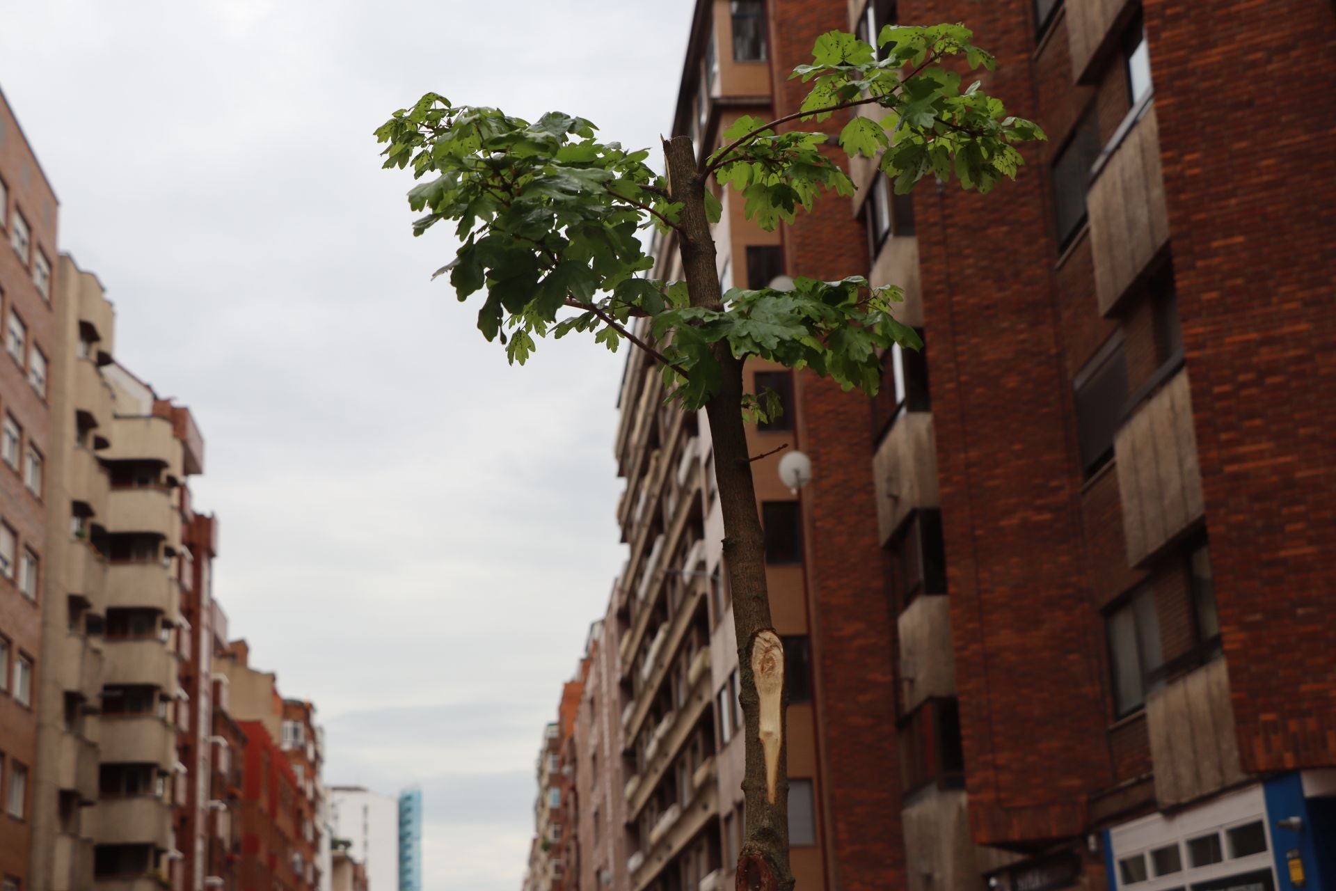 18 árboles destrozados en Padre Isla