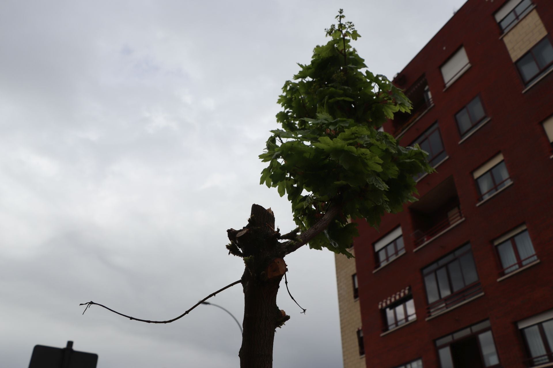 18 árboles destrozados en Padre Isla