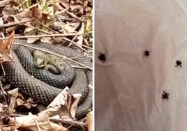 Una serpiente y unas garrapatas fotografiadas por vecinos del barrio de La Lastra.