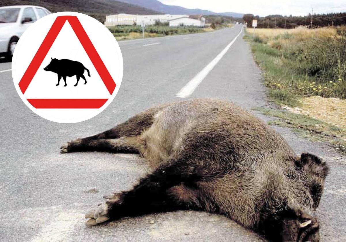 León registra cada día seis accidentes de tráfico con animales