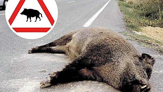 León registra cada día seis accidentes de tráfico con animales