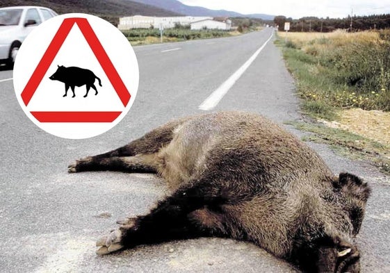 Un jabalí tendido en la carretera tras un accidente y la señal que, desde ahora, avisará de su presencia.