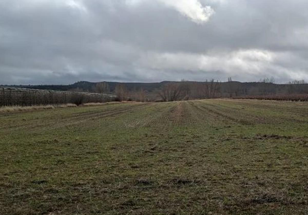 El campo leonés, contra el reloj: las lluvias frenan siembras y recogen pérdidas
