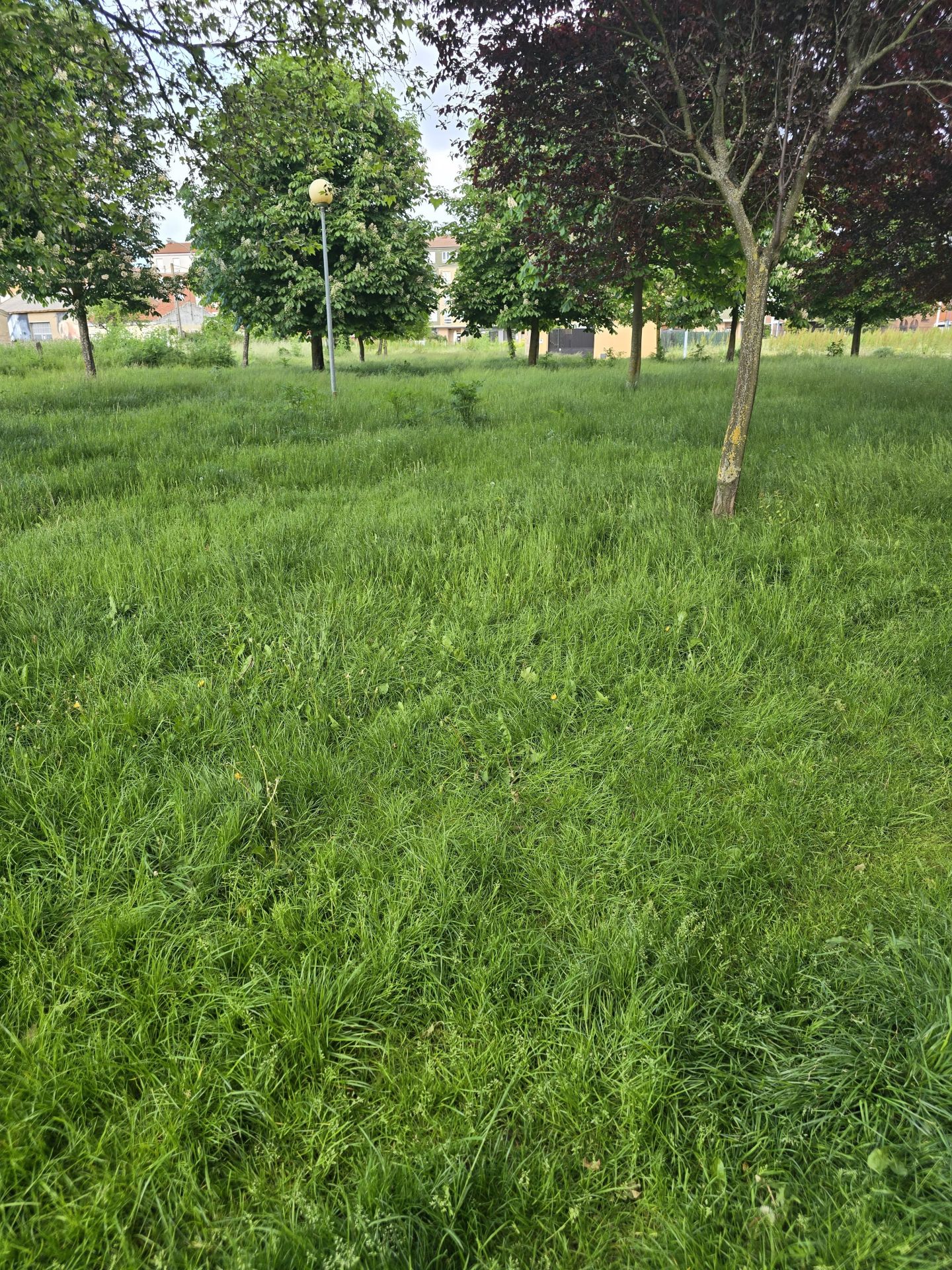 Nuevas quejas de vecinos de Trobajo del Camino