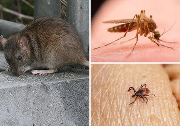 Garrapatas, chinches y mosquitos: los enemigos de los leoneses este verano