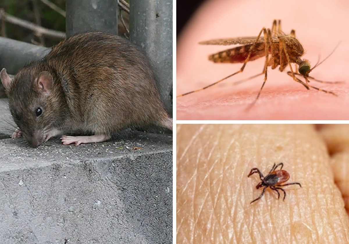 Diversos animales que aumentan su número con la llegada del verano