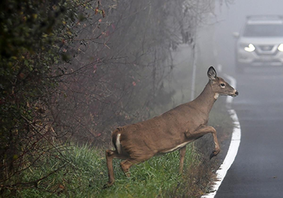 Un corzo cruzando una carretera.