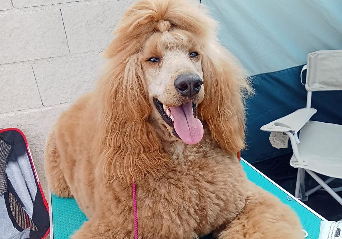 Alfred de Bescamore, campeón de España.