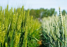 Agricultura leonesa.