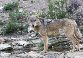 Un lobo en Castilla y León.