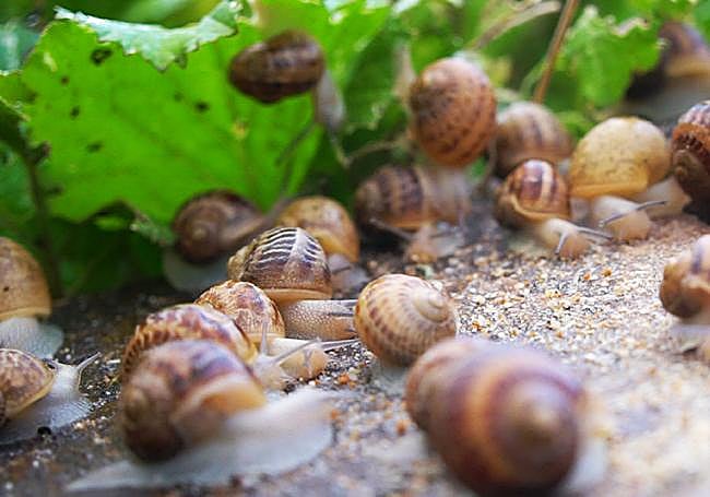 Imagen de caracoles en la Finca los Tesedos.