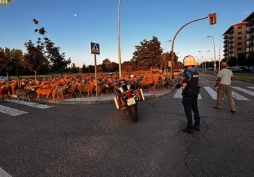 Calles cortadas el 12 de junio en León para dejar pasar a 2.500 ovejas por la ciudad