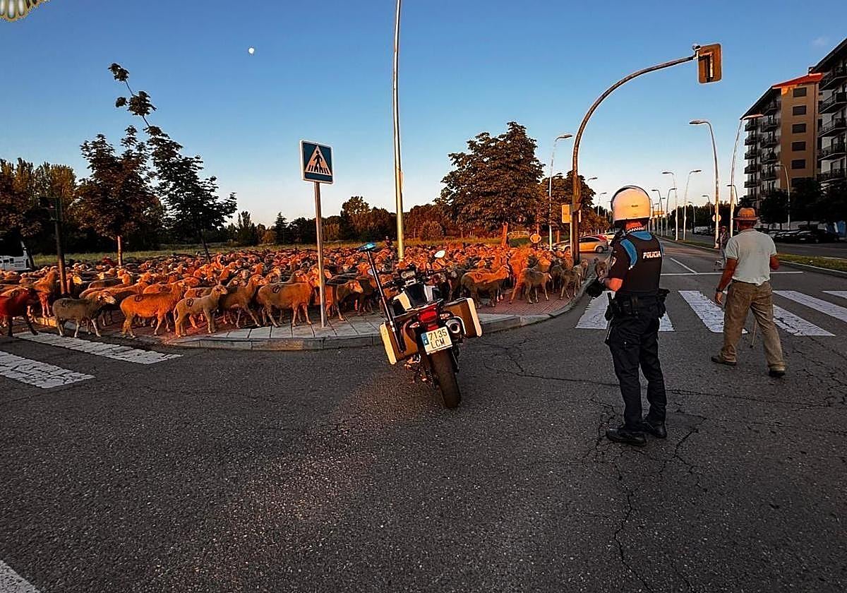 Imagen de archivo de trashumancia.