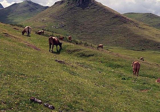 Unas vacas pastan en una de las zonas de Puerto Pinos en una imagen de archivo.