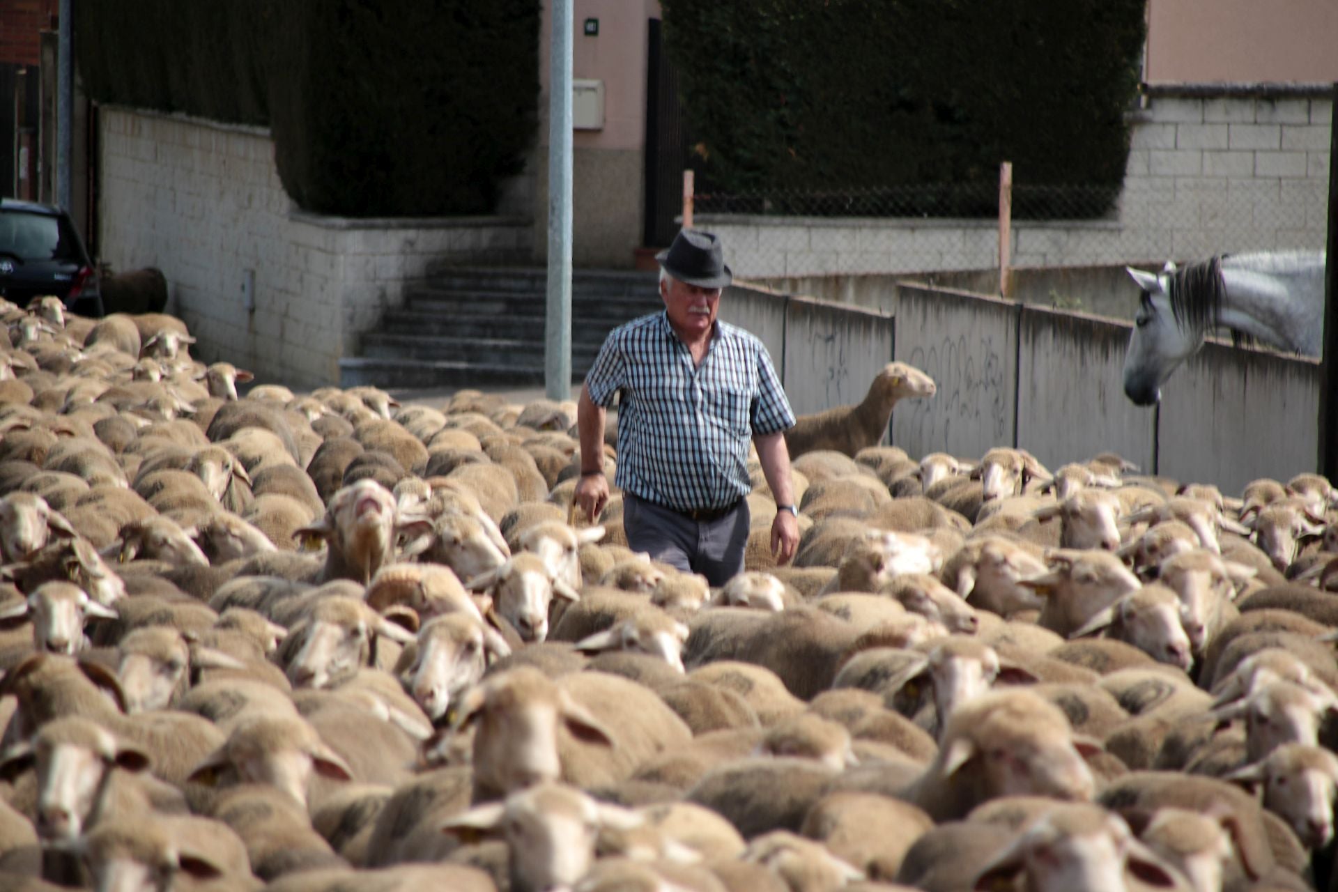 Un rebaño de 2.500 ovejas atraviesa León buscando pastos al norte