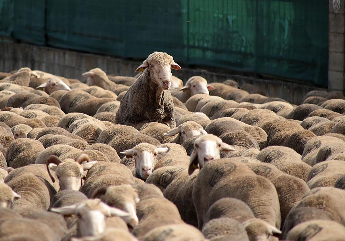 Un rebaño de 2.500 ovejas atraviesa León buscando pastizales al norte de la provincia.