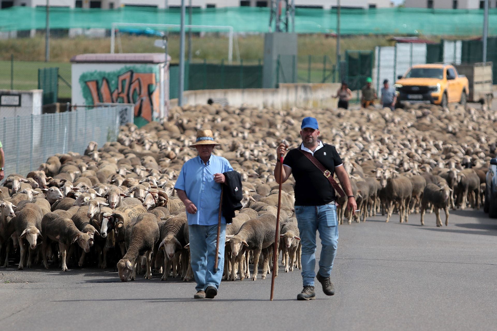 Un rebaño de 2.500 ovejas atraviesa León buscando pastos al norte