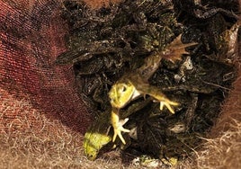 Ranas decomisadas por la Guardia Civil.