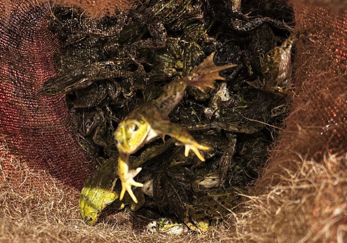 Ranas decomisadas por la Guardia Civil.