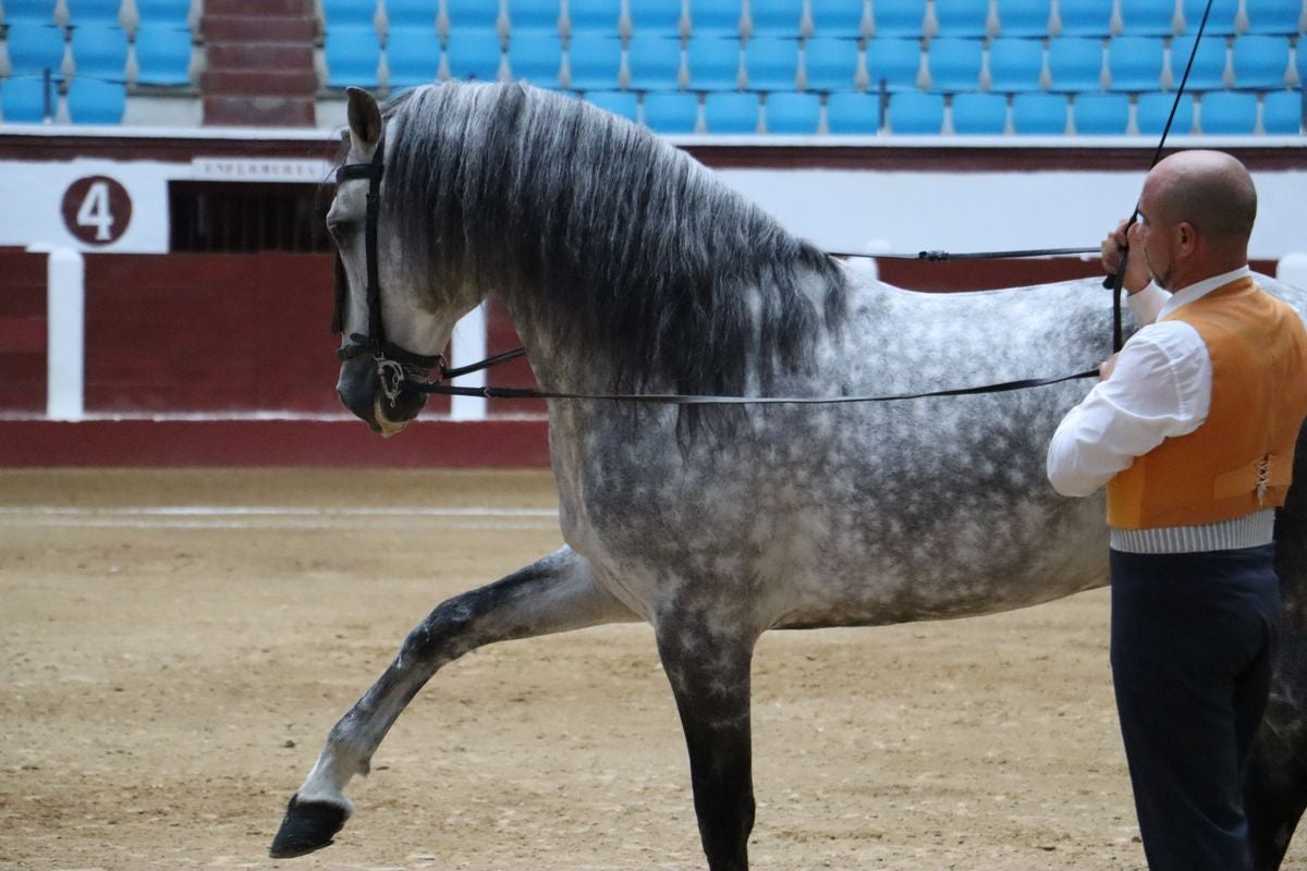 La Magia del Caballo, en imágenes