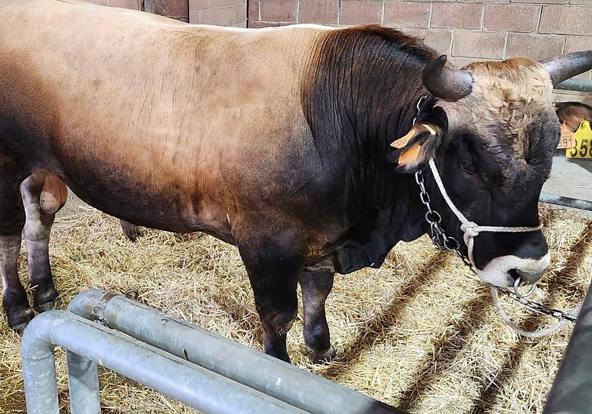 Imagen principal - Imágenes del semental adquirido por Víctor. 