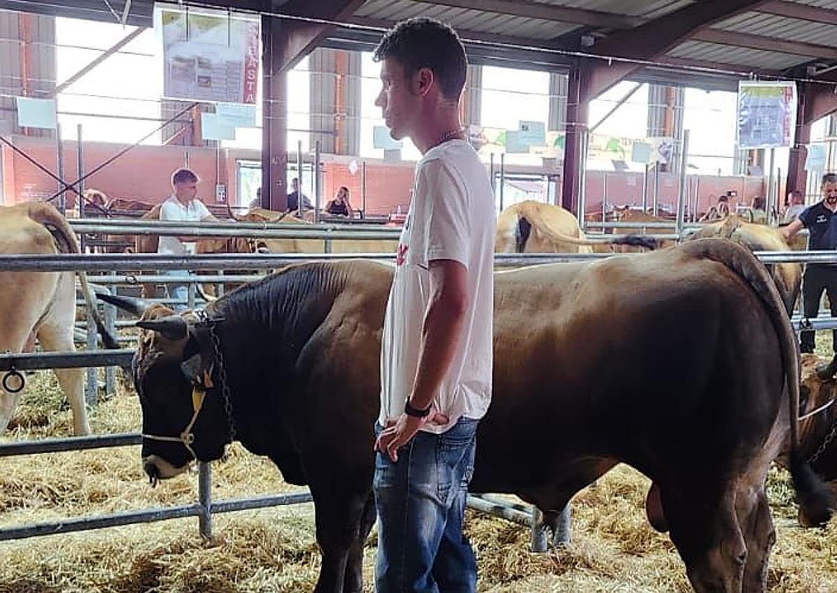 Imagen secundaria 1 - Imágenes del semental adquirido por Víctor. 