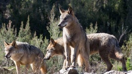 Una manada de lobos ibéricos.