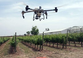 Un dron sobrevuela un viñedo.