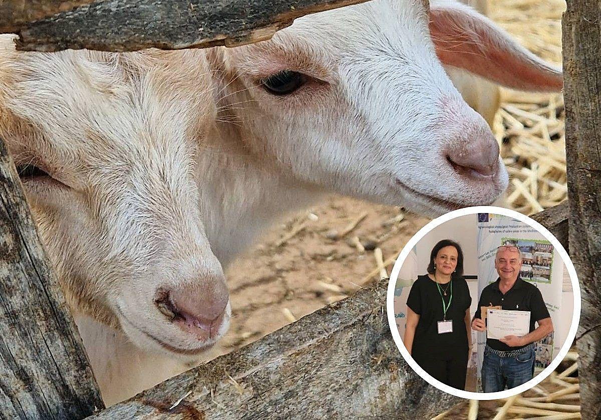 Ovejas y, en pequeño, los investigadores.