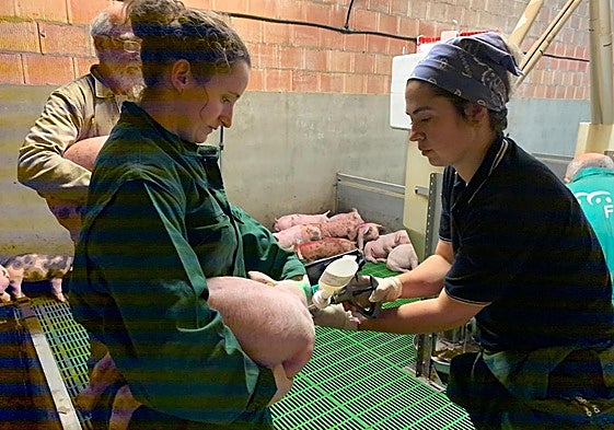 Desarrollo de la vacuna.