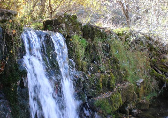 Azuz en el arroyo Riachín de Argovejo, documentado en el S. XVIII, amenazado de exterminio