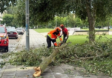 Fallece el hombre herido tras caerle un árbol encima durante una tormenta en León
